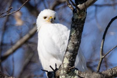 Leucistic Red-tailed hawk
