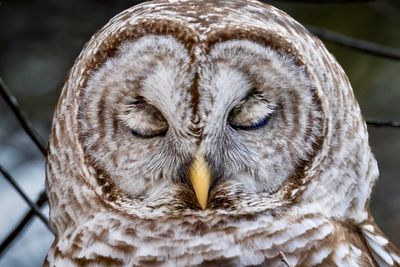 Barred owl