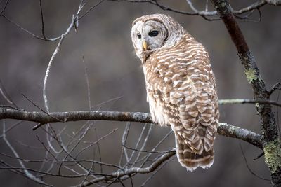 Barred owl
