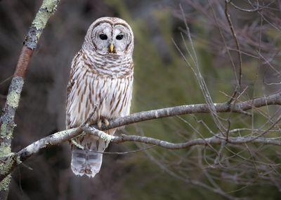 Barred owl