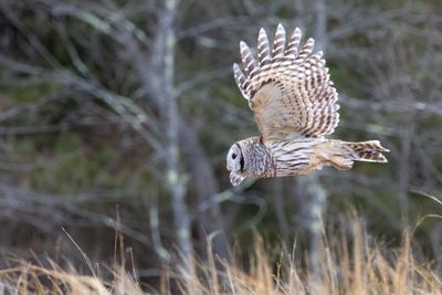 Barred owl