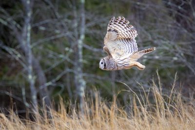 Barred owl