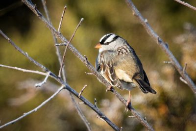 White crowned sparrow