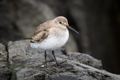 dunlin