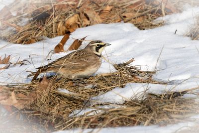 horned lark