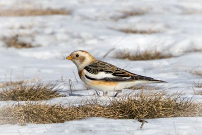 snow bunting
