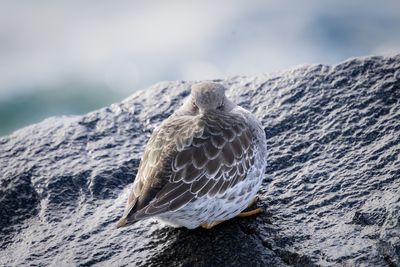purple sandpiper