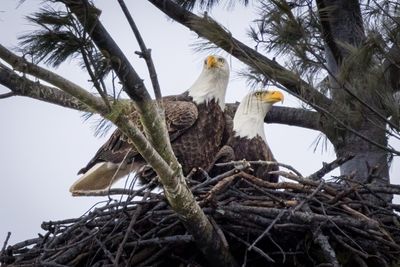 bald eagles
