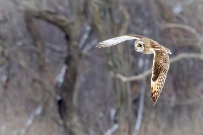 short eared owl
