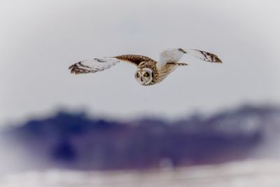 short eared owl