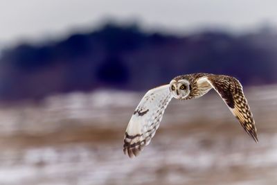 short eared owl