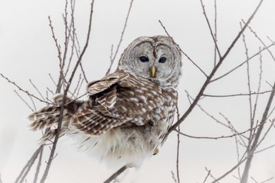 barred owl