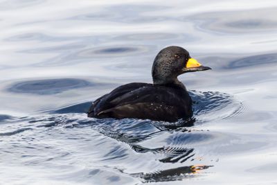 Surf scoter