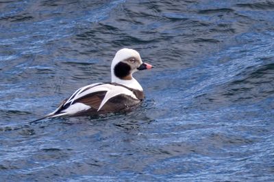 long tailed duck