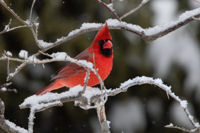northern cardinal