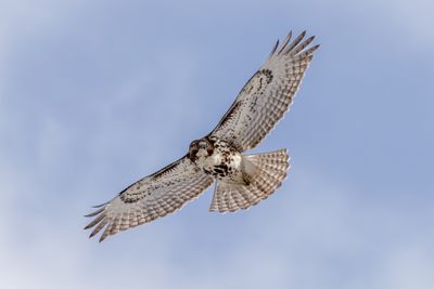 red tailed hawk