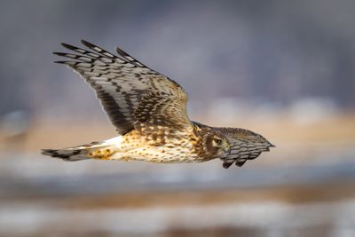 northern harrier