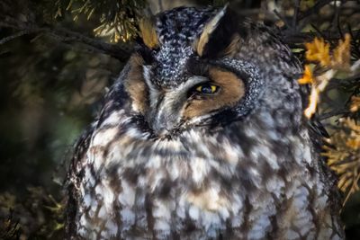 long eared owl