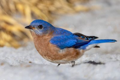 eastern bluebird