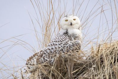 snowy owl