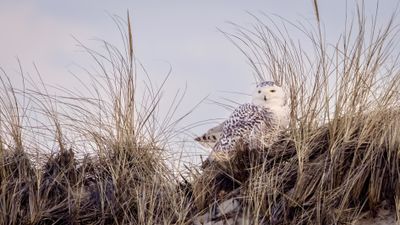 snowy owl
