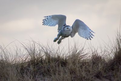 snowy owl