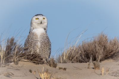 snowy owl