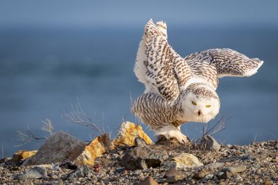 snowy owl