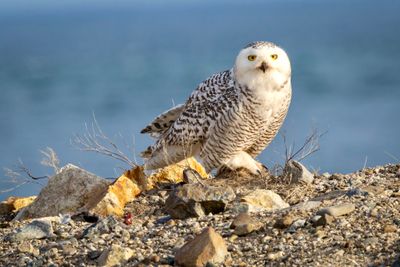 snowy owl