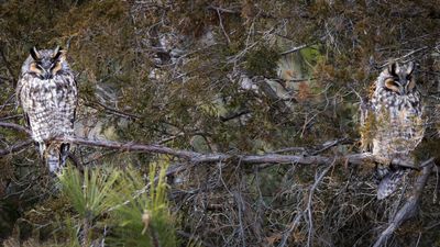 long eared owls