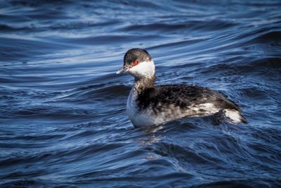 horned grebe