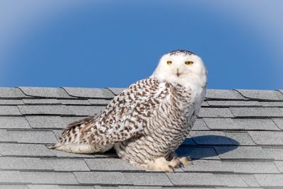 snowy owl