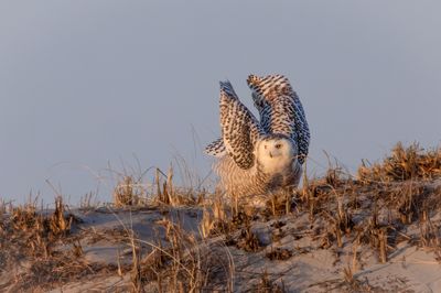 snowy owl