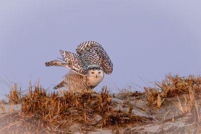 snowy owl