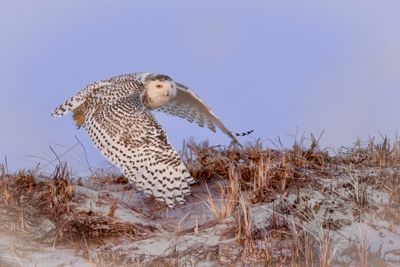 snowy owl
