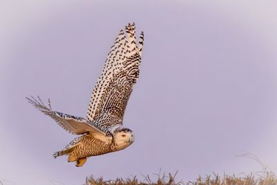 snowy owl