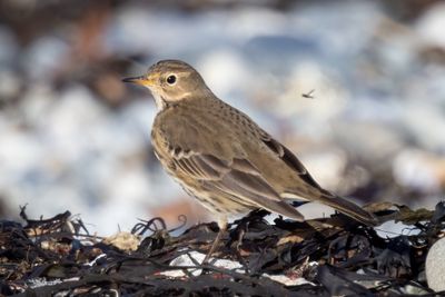 American pipit