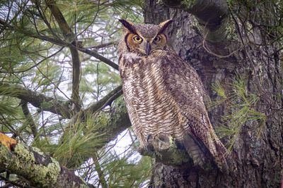 Great horned owl