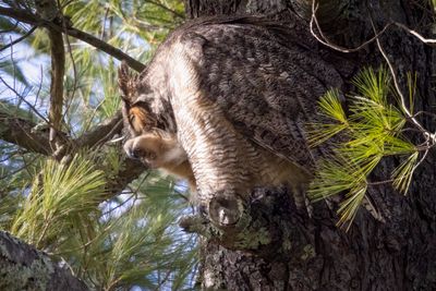 Great horned owl