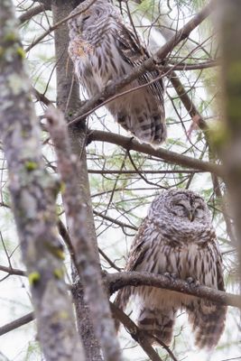 Barred owls