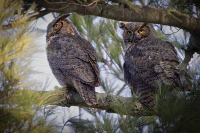 Great horned owlS
