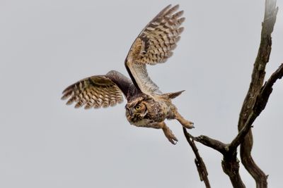 Great horned owl