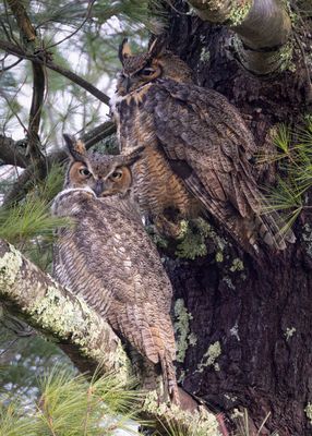 Great horned owls