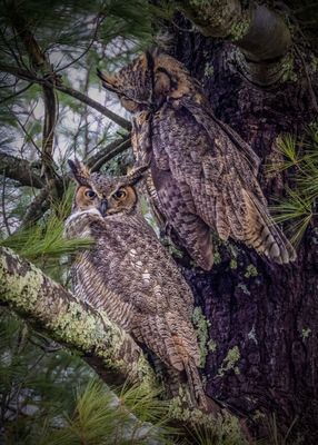Great horned owls