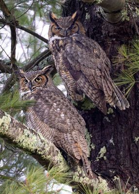 Great horned owlS