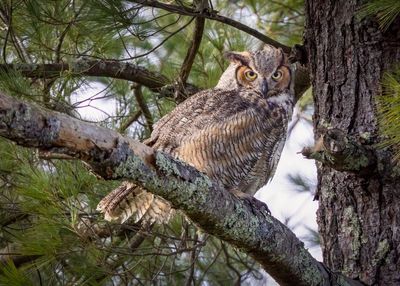 Great horned owl