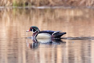 Wood Duck