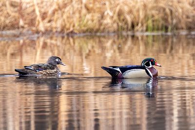 Wood ducks