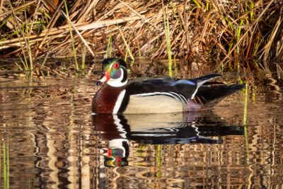 Wood Duck