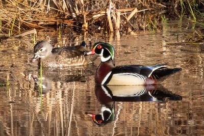 wood Duck